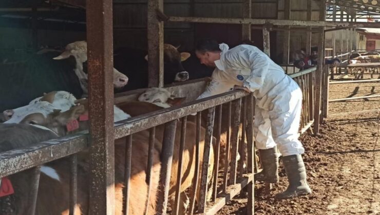 Düzce’de İlkbahar Şap Aşılama Programı Başladı