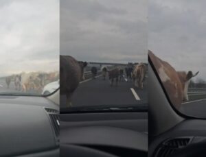 Düzce’de Başıboş İnekler Trafiği Aksattı