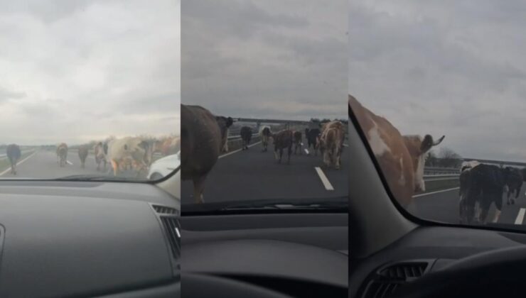 Düzce’de Başıboş İnekler Trafiği Aksattı