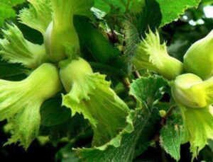 Fındık Üreticilerine Kritik Don Uyarısı!