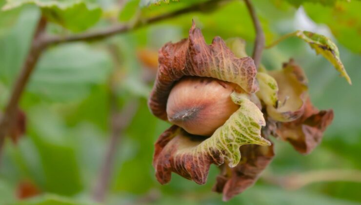 Düzce’de Fındık Kaç TL Oldu? İşte Son Durum