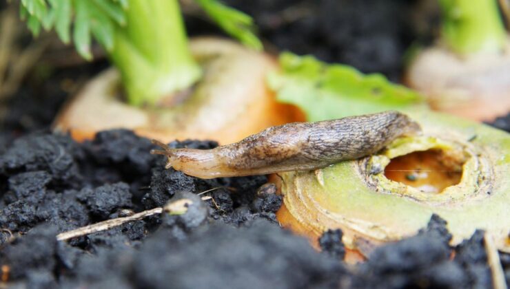 Düzce’de Salyangoz Alarmı: Üreticilere Kritik Uyarı