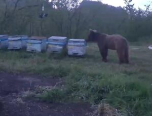 Akçakoca’da Ayı Paniği: Kovanlara Saldırdı