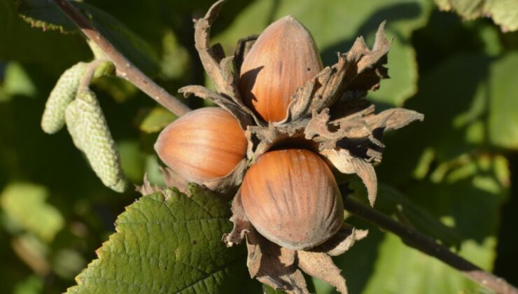 Düzce’de Fındık Fiyatları Ne Kadar?