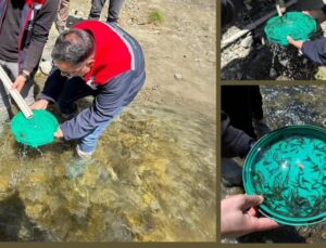 Yığılca’daki Derelere 50 Bin Kırmızı Benekli Alabalık Bırakıldı