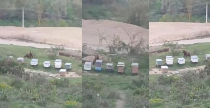 Cumayeri’nde Ayı Alarmı: Arı Kovanlarının Yanına Kadar İndi