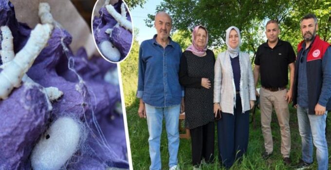 Düzce’de İpek Böcekçiliğini Tek Başına Yaşatıyor: Emekli Öğretmen Gençlere Çağrı Yaptı