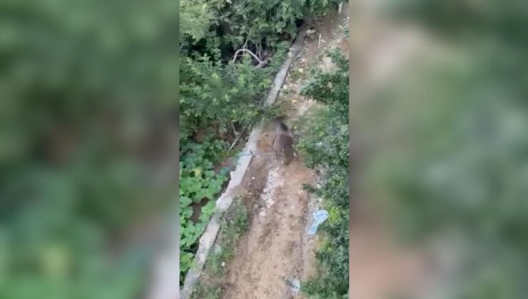 Çilimli’de Yerleşim Yerine Ayı İndi: Vatandaşlardan Önlem Çağrısı
