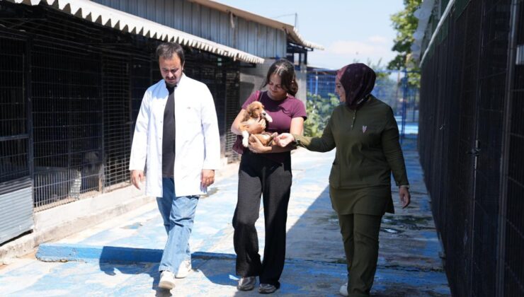 Düzce’de Hayvan Sahiplendirme Devam Ediyor